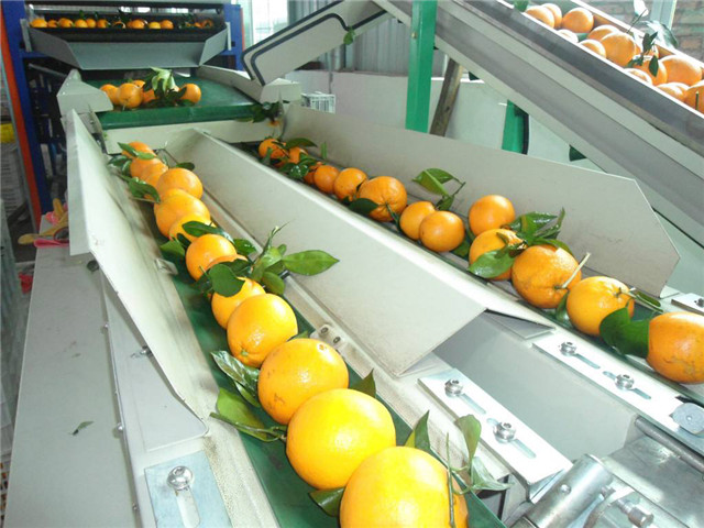 光幕傳感器幫助水果自動(dòng)分級(jí)